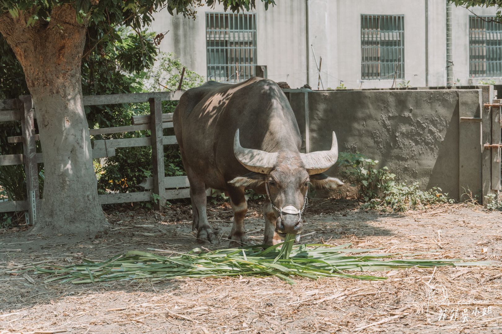 彰化景點 一日養牛人體驗 牛糞也能拿來做薰香DIY！ @菲菲吳小姐