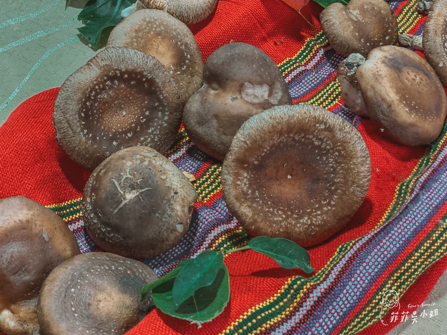 宜蘭野山菇南澳香菇野餐節 特色市集、種植香菇體驗、野餐活動、來一場泰雅族深度文化體驗吧！ @菲菲吳小姐