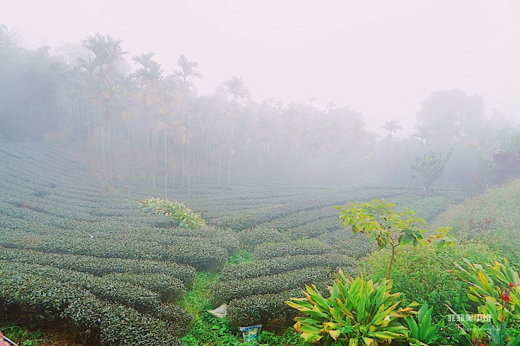 | 嘉義景點 | 嘉義梅山精緻旅遊 龍眼林茶工場 如何喝出冠軍茶的祕密 體驗比賽茶等級的評鑑方式 @菲菲吳小姐