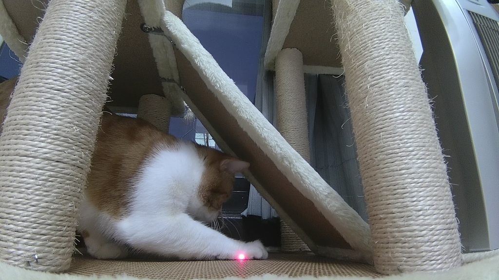 | 貓用品 | 如何讓貓一個人在家不無聊? Ebo智能寵物伴侶開箱體驗 @菲菲吳小姐