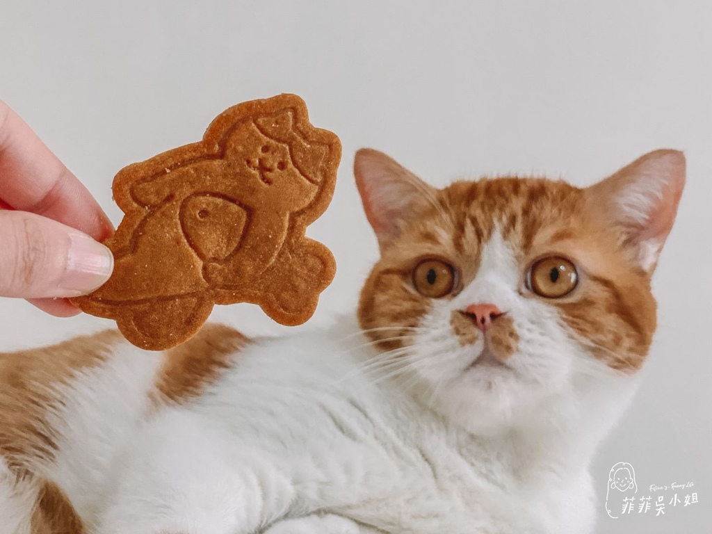 | 喜餅推薦 | 七見櫻堂 X 猫猫喵喵公益菓子舖 貓咪也可以吃的喜餅 助浪計劃 猫猫公益禮盒系列－婚祝的貓 @菲菲吳小姐