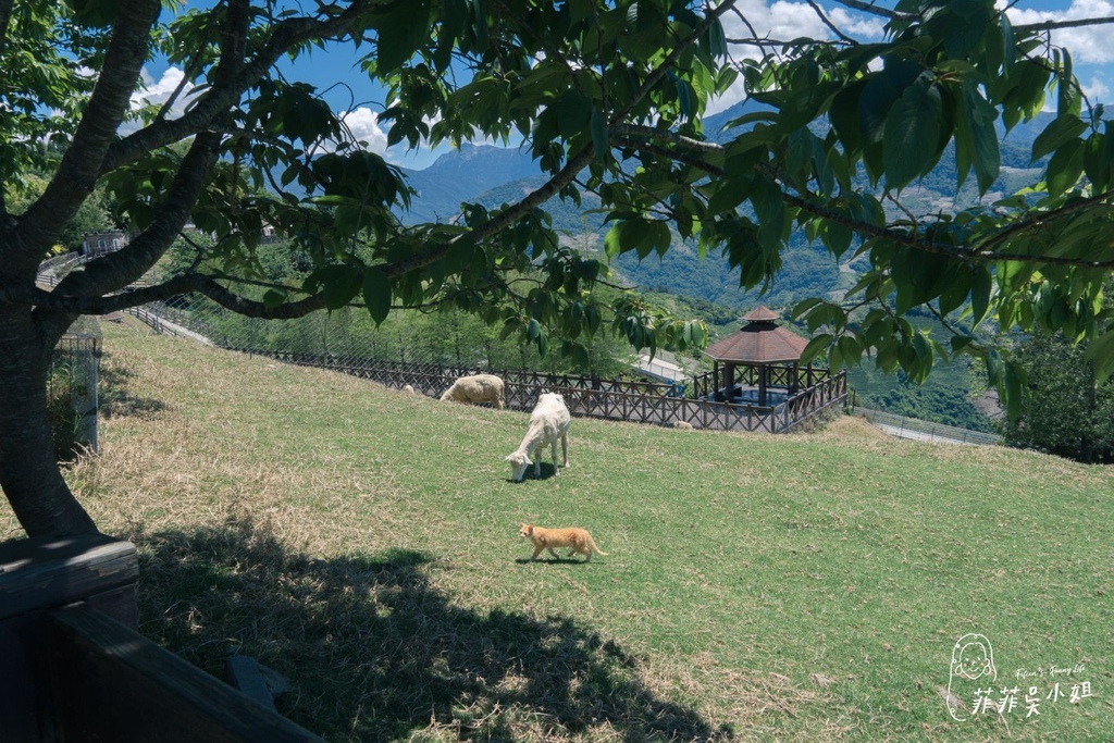 | 南投景點 | 清境農場 青青草原半日遊 漫步草原療癒餵羊去 @菲菲吳小姐