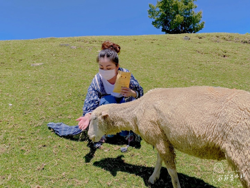 | 南投景點 | 清境農場 青青草原半日遊 漫步草原療癒餵羊去 @菲菲吳小姐