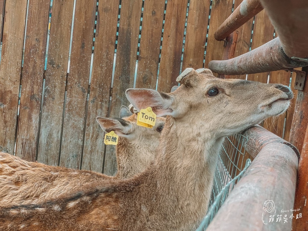 宜蘭冬山景點 斑比山丘梅花鹿園區 可愛小鹿水豚療癒互動 宜蘭親子農場 @菲菲吳小姐