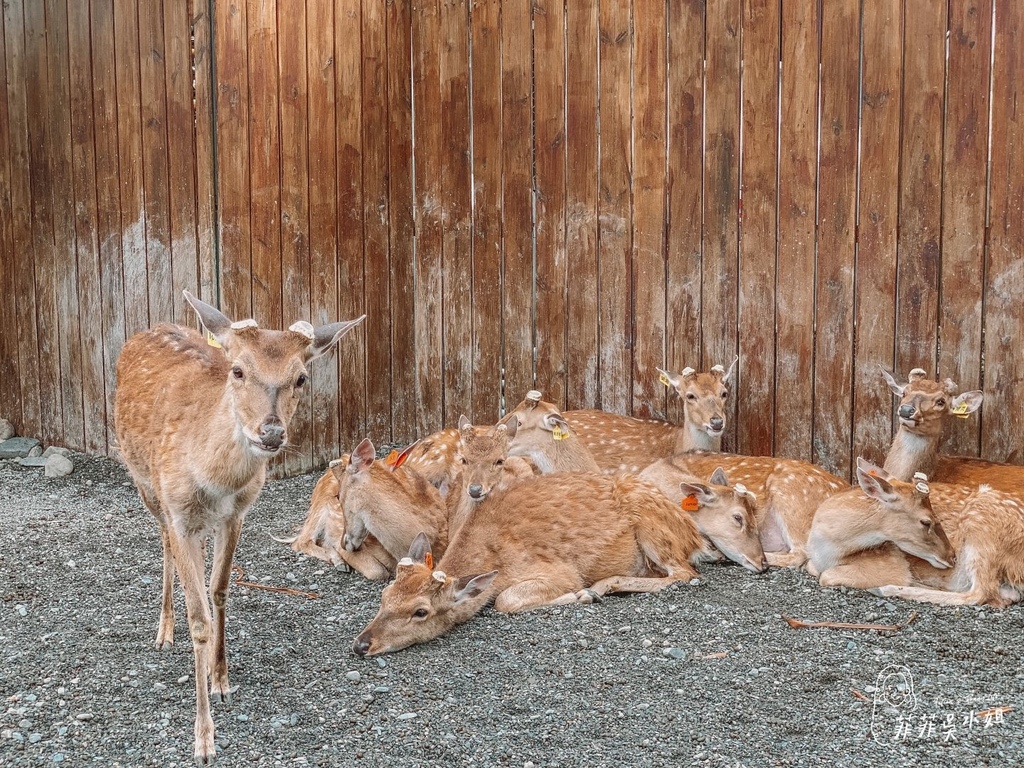 | 宜蘭冬山景點 | 斑比山丘梅花鹿園區 可愛小鹿水豚療癒互動 宜蘭親子農場 @菲菲吳小姐